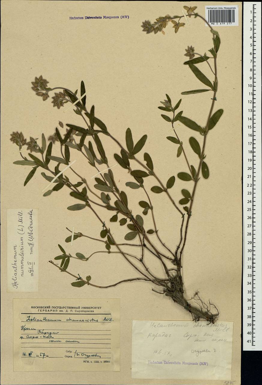 Helianthemum nummularium (L.) Mill., Crimea (KRYM) (Russia)