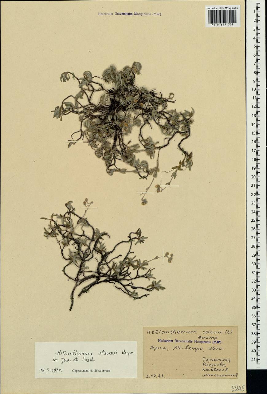 Helianthemum stevenii Rupr. ex Juz. & Pozdeeva, Crimea (KRYM) (Russia)