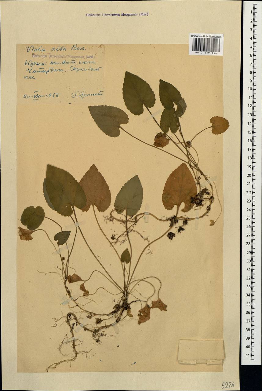 Viola alba subsp. dehnhardtii (Ten.) W. Becker, Crimea (KRYM) (Russia)