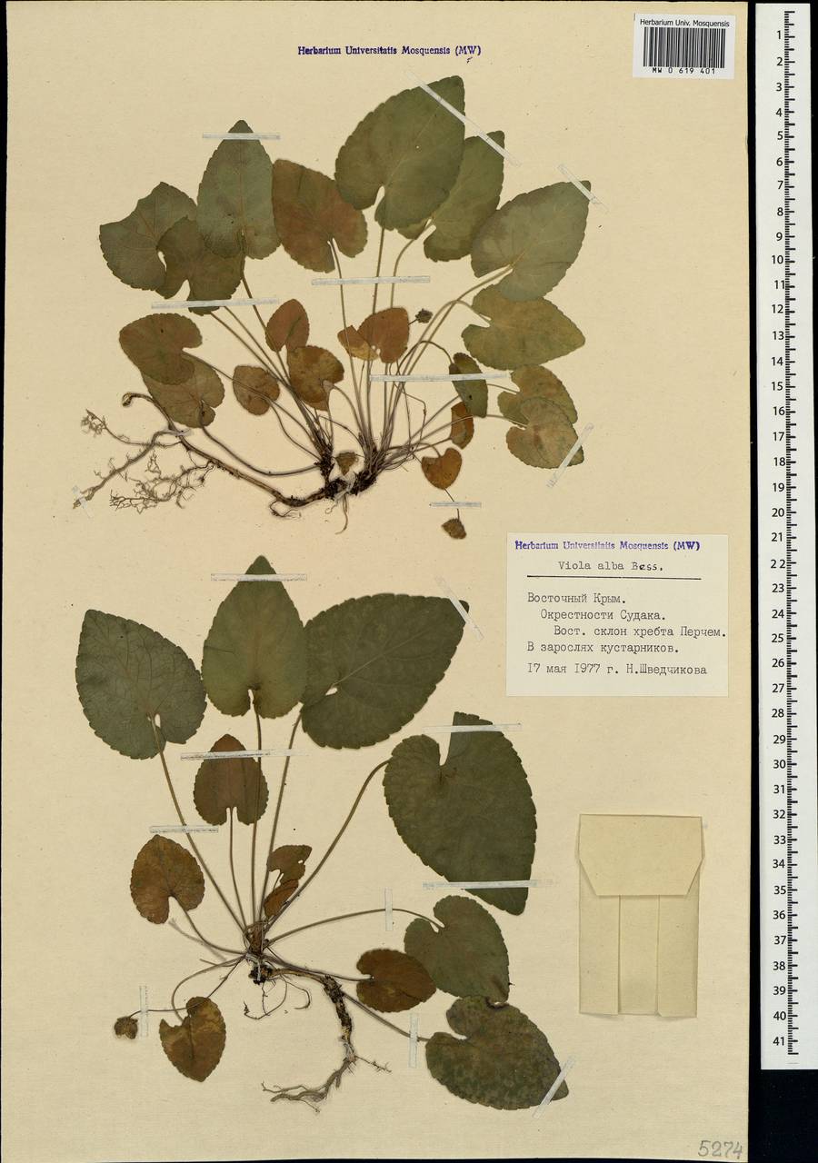 Viola alba subsp. dehnhardtii (Ten.) W. Becker, Crimea (KRYM) (Russia)