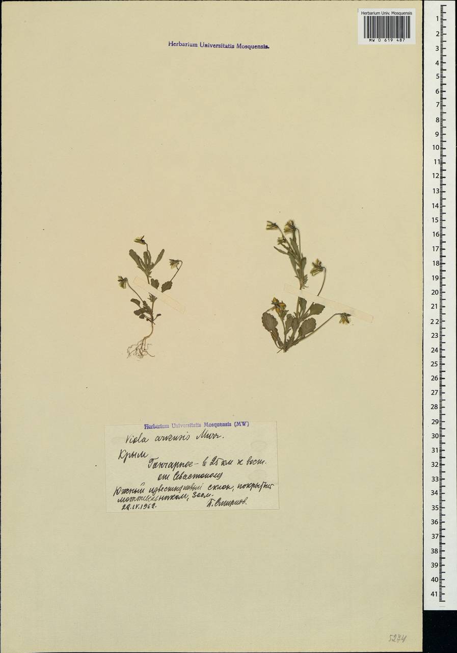 Viola arvensis Murray, Crimea (KRYM) (Russia)