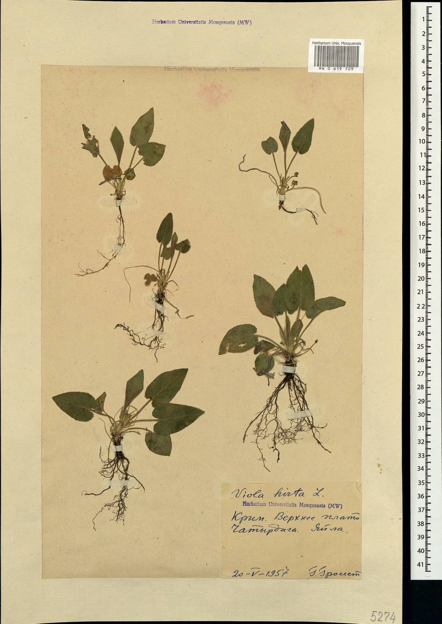 Viola hirta L., Crimea (KRYM) (Russia)