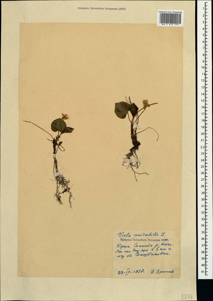 Viola mirabilis L., Crimea (KRYM) (Russia)