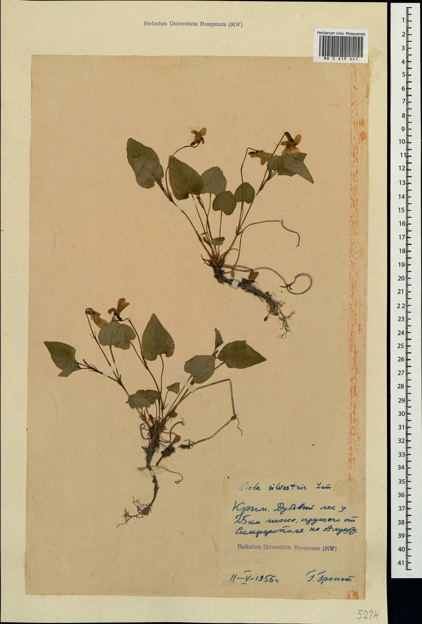 Viola reichenbachiana Jord. ex Boreau, Crimea (KRYM) (Russia)