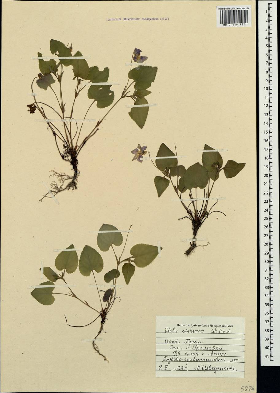 Viola sieheana W. Becker, Crimea (KRYM) (Russia)