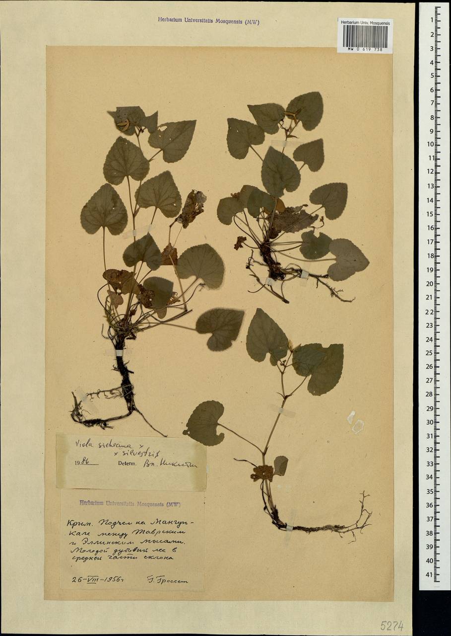 Viola reichenbachiana × sieheana, Crimea (KRYM) (Russia)