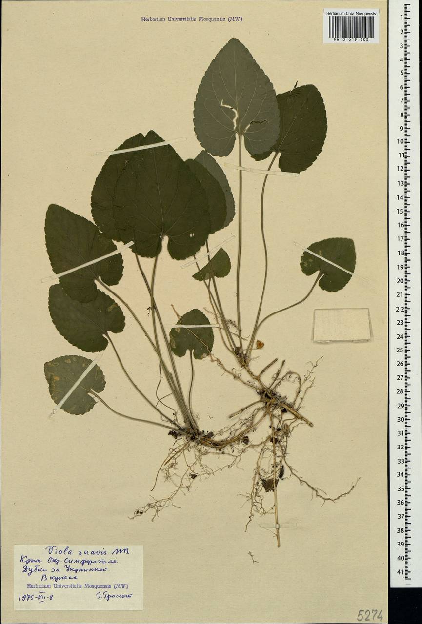 Viola suavis M. Bieb., Crimea (KRYM) (Russia)