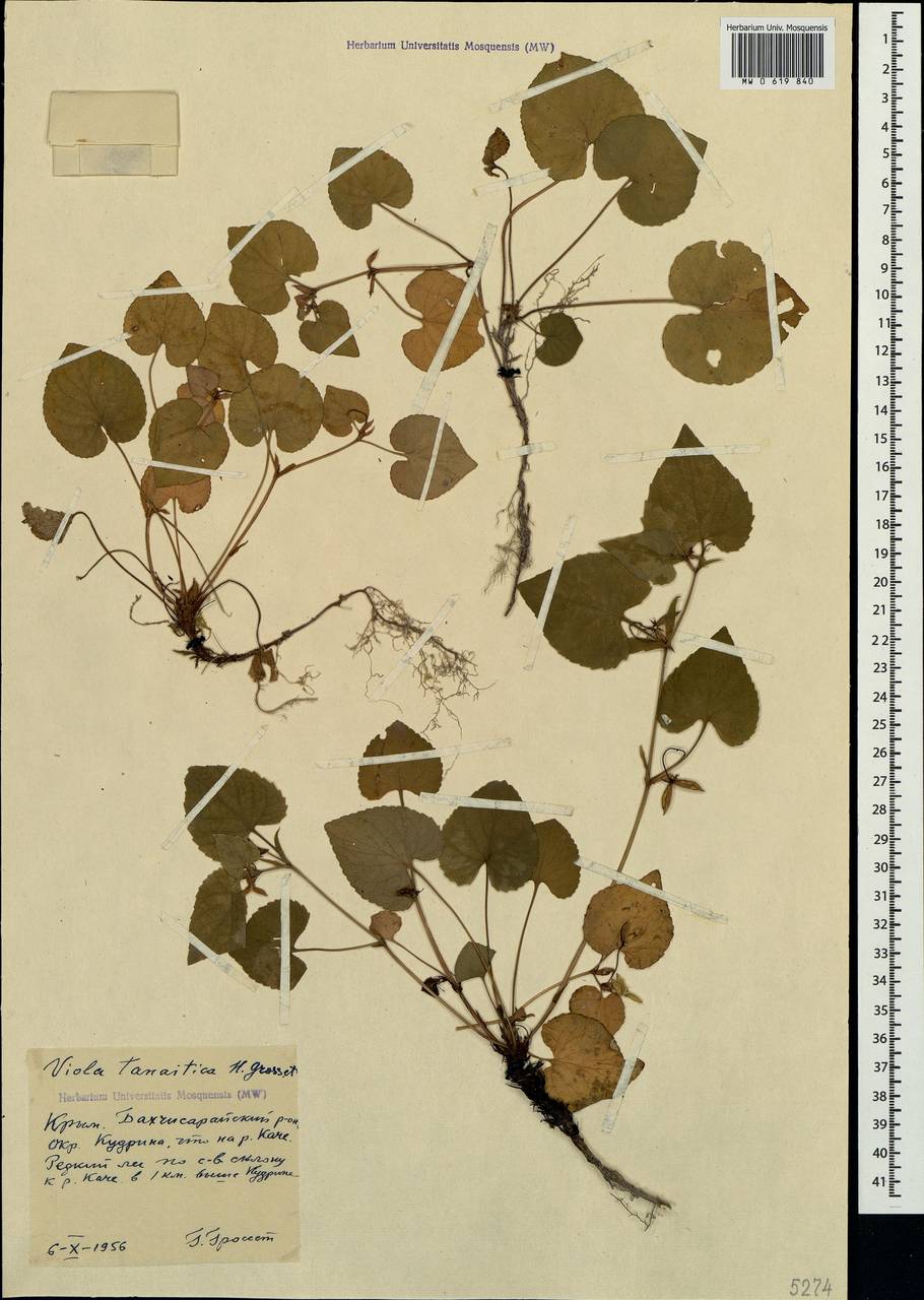 Viola tanaitica Grosset, Crimea (KRYM) (Russia)