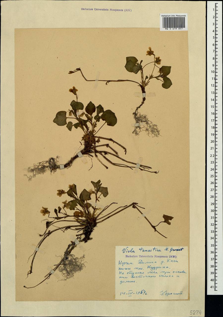 Viola tanaitica Grosset, Crimea (KRYM) (Russia)