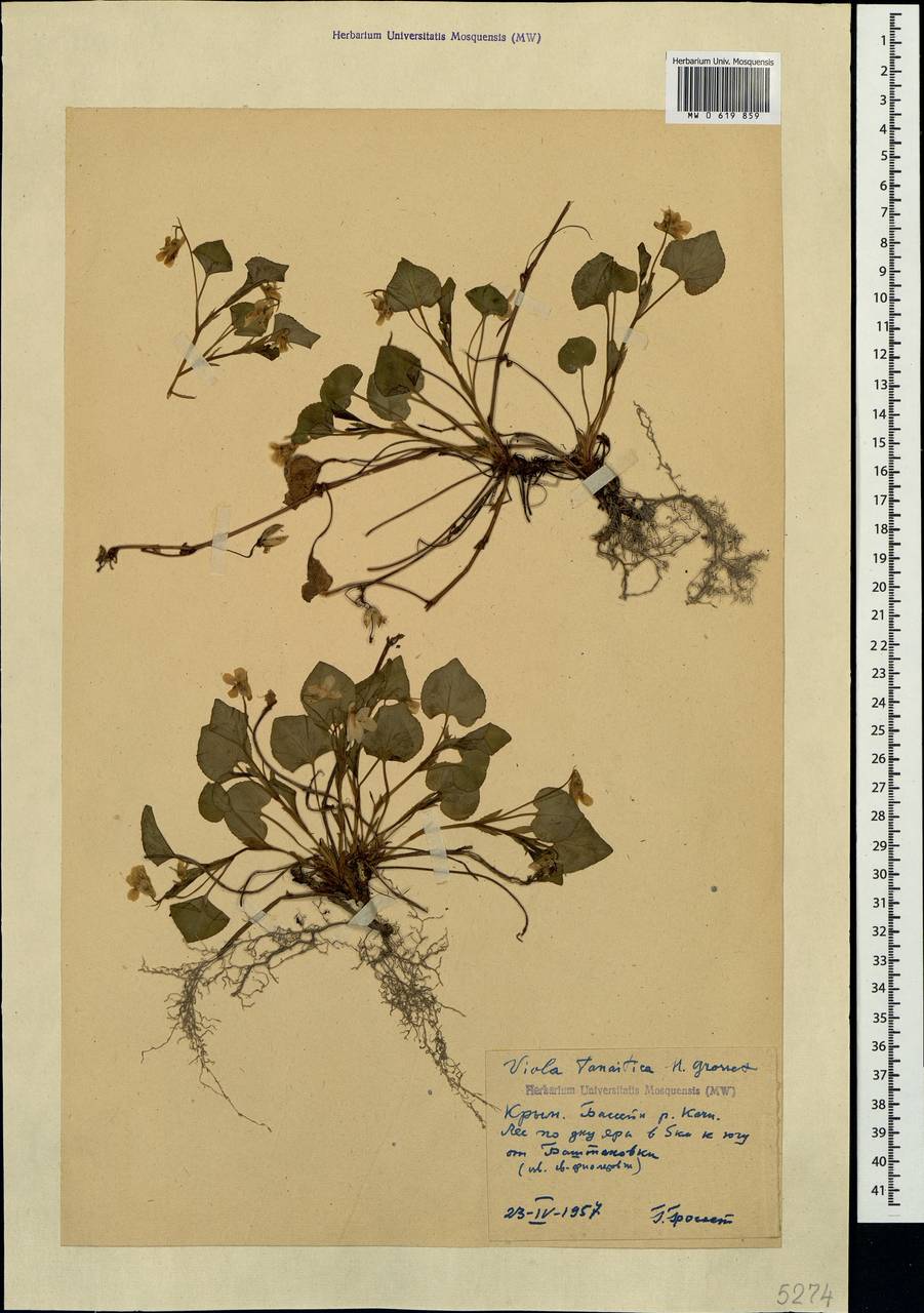 Viola tanaitica Grosset, Crimea (KRYM) (Russia)