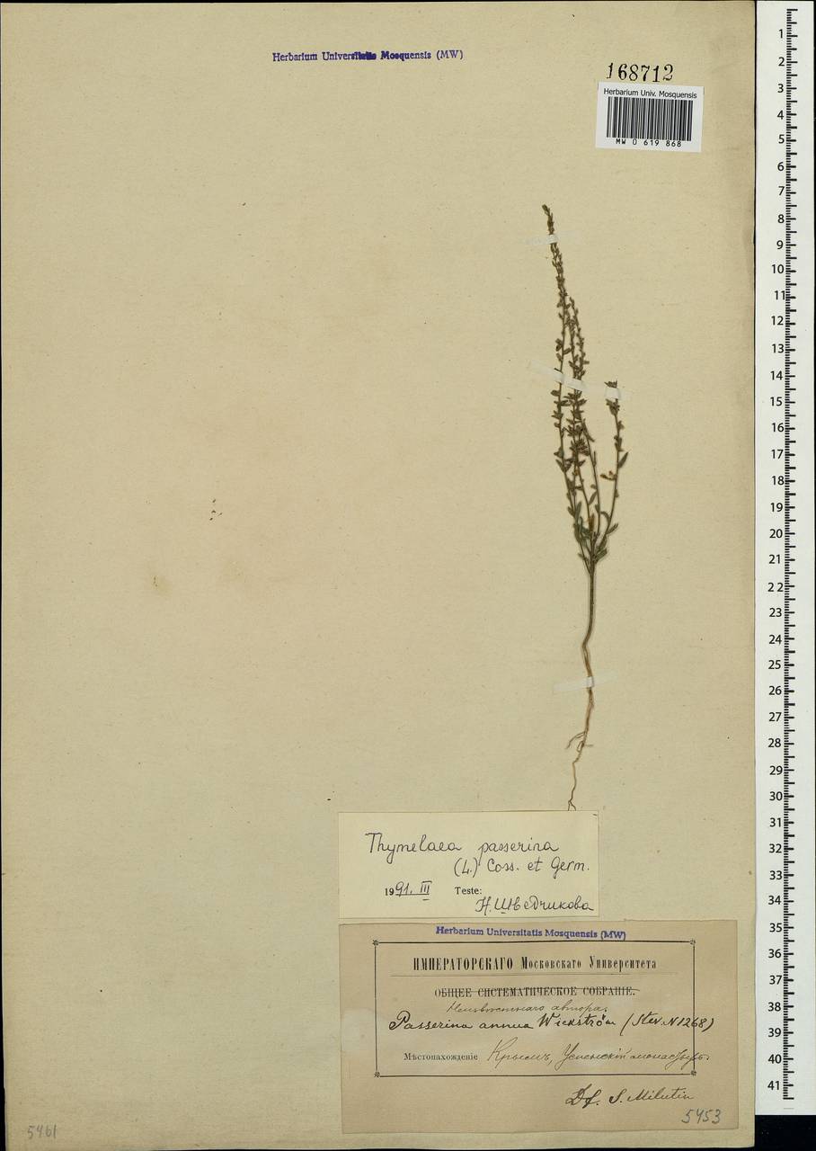 Thymelaea passerina (L.) Coss. & Germ., Crimea (KRYM) (Russia)