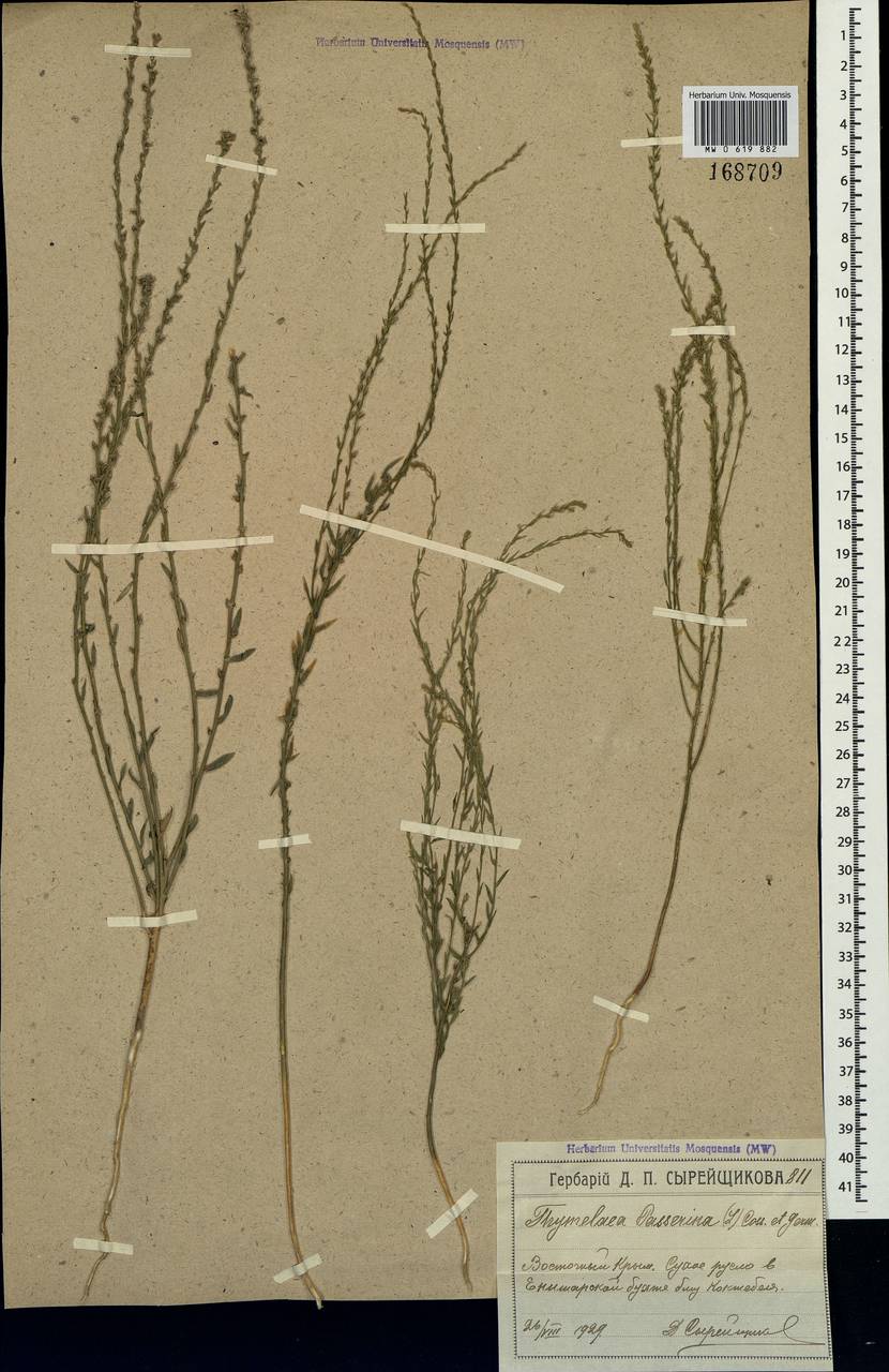 Thymelaea passerina (L.) Coss. & Germ., Crimea (KRYM) (Russia)