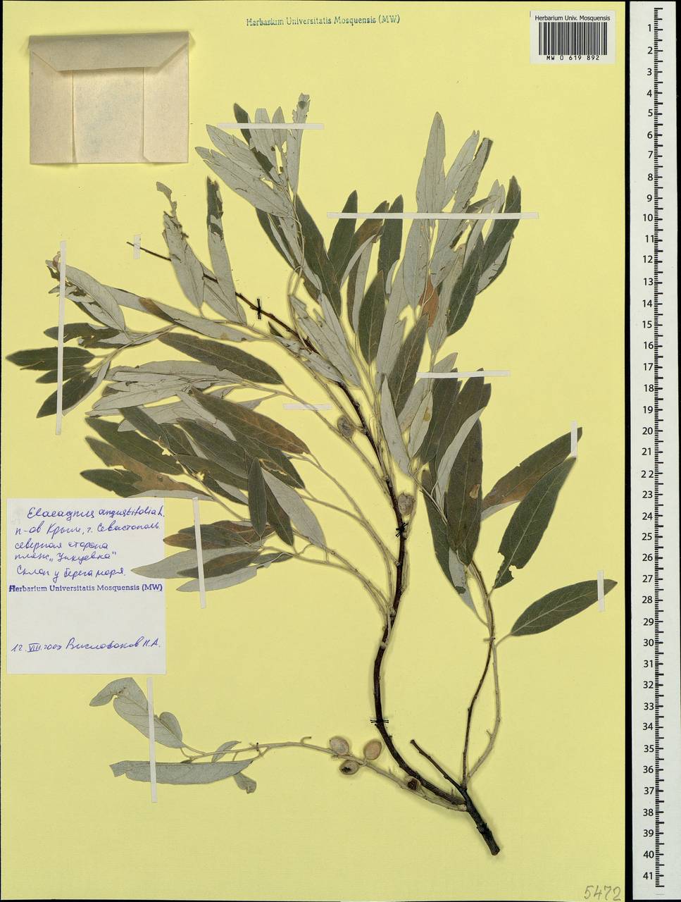 Elaeagnus angustifolia, Crimea (KRYM) (Russia)