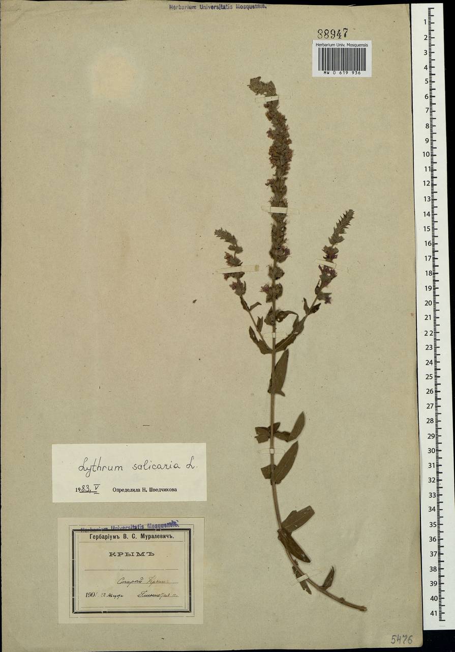 Lythrum salicaria L., Crimea (KRYM) (Russia)