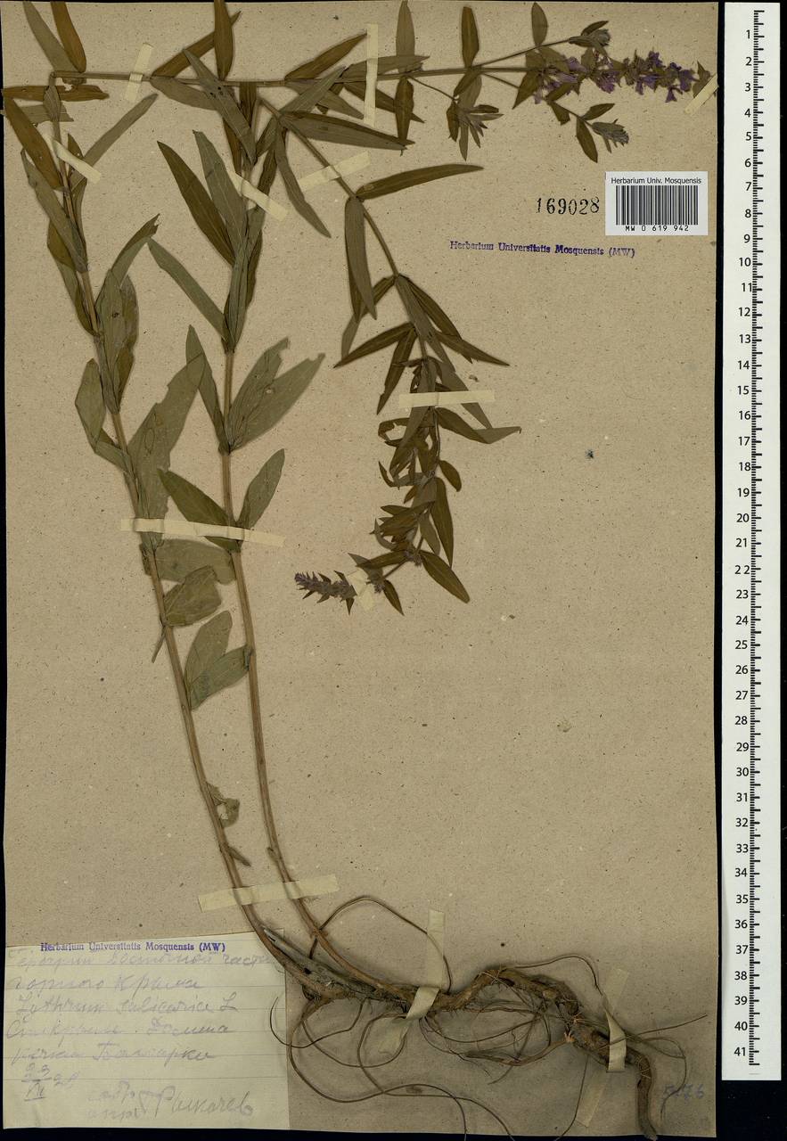 Lythrum salicaria L., Crimea (KRYM) (Russia)