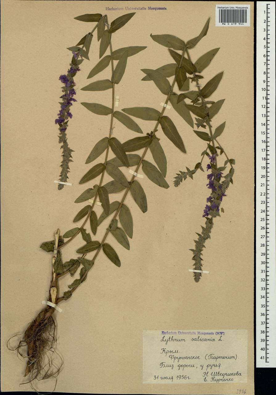 Lythrum salicaria L., Crimea (KRYM) (Russia)
