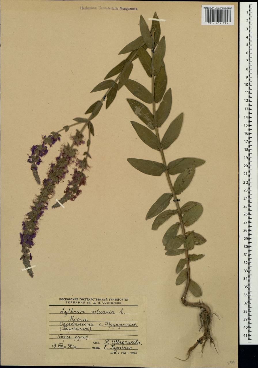 Lythrum salicaria L., Crimea (KRYM) (Russia)