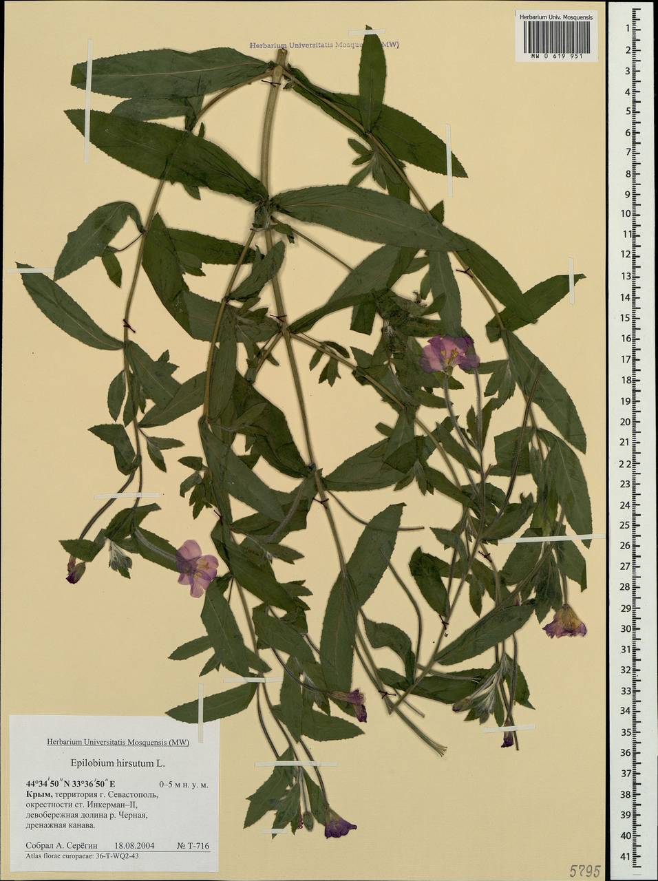 Epilobium hirsutum L., Crimea (KRYM) (Russia)