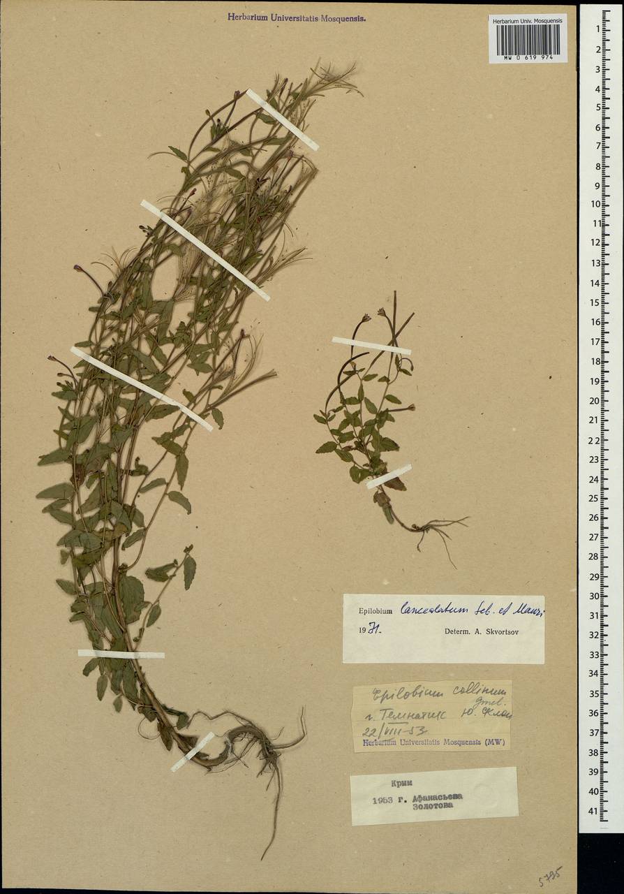 Epilobium lanceolatum Sebast. & Mauri, Crimea (KRYM) (Russia)