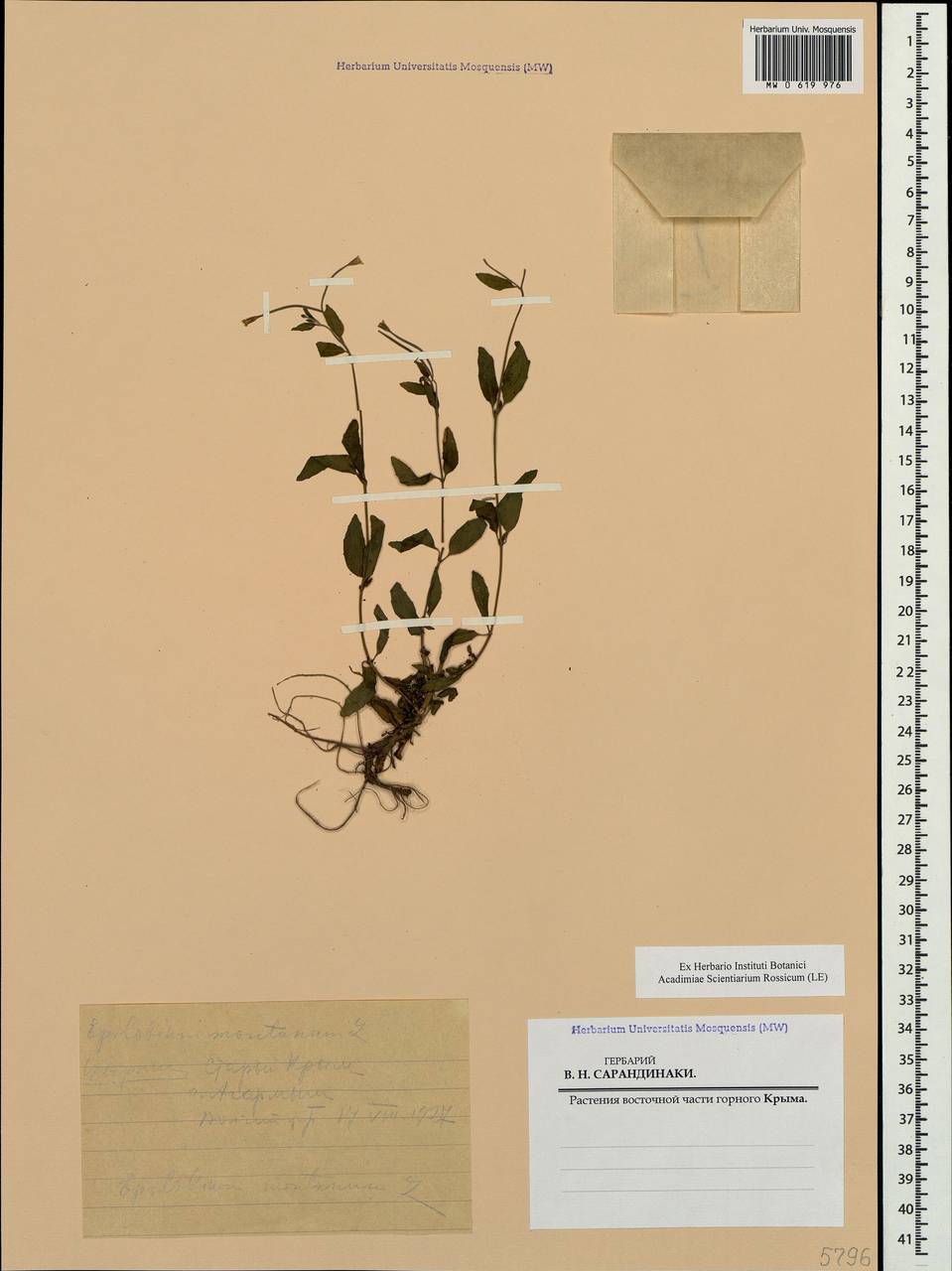 Epilobium montanum L., Crimea (KRYM) (Russia)