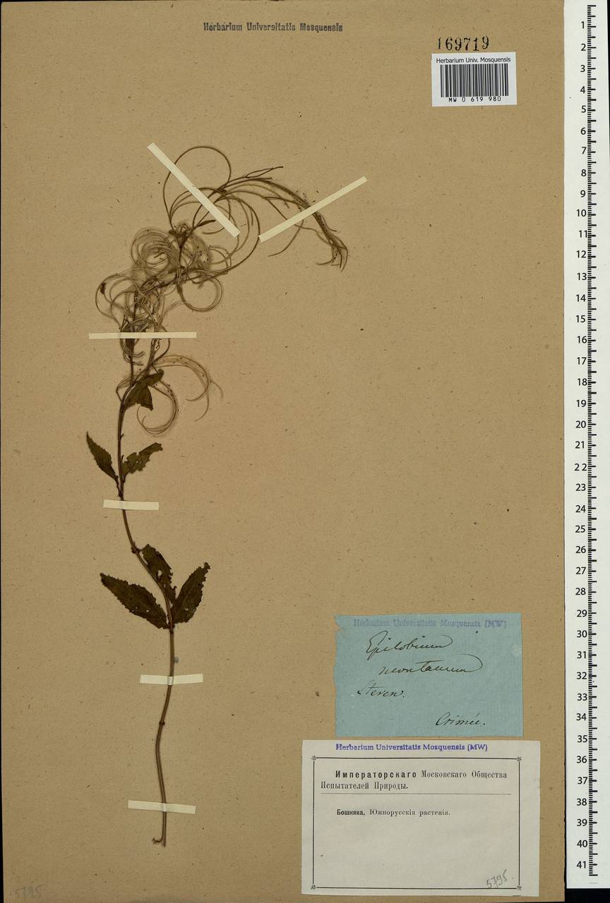 Epilobium montanum L., Crimea (KRYM) (Russia)