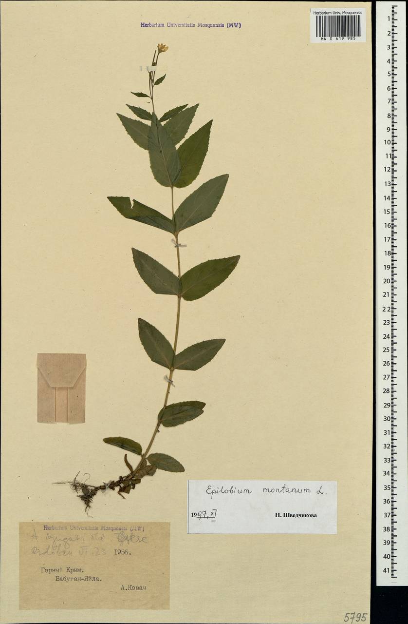 Epilobium montanum L., Crimea (KRYM) (Russia)