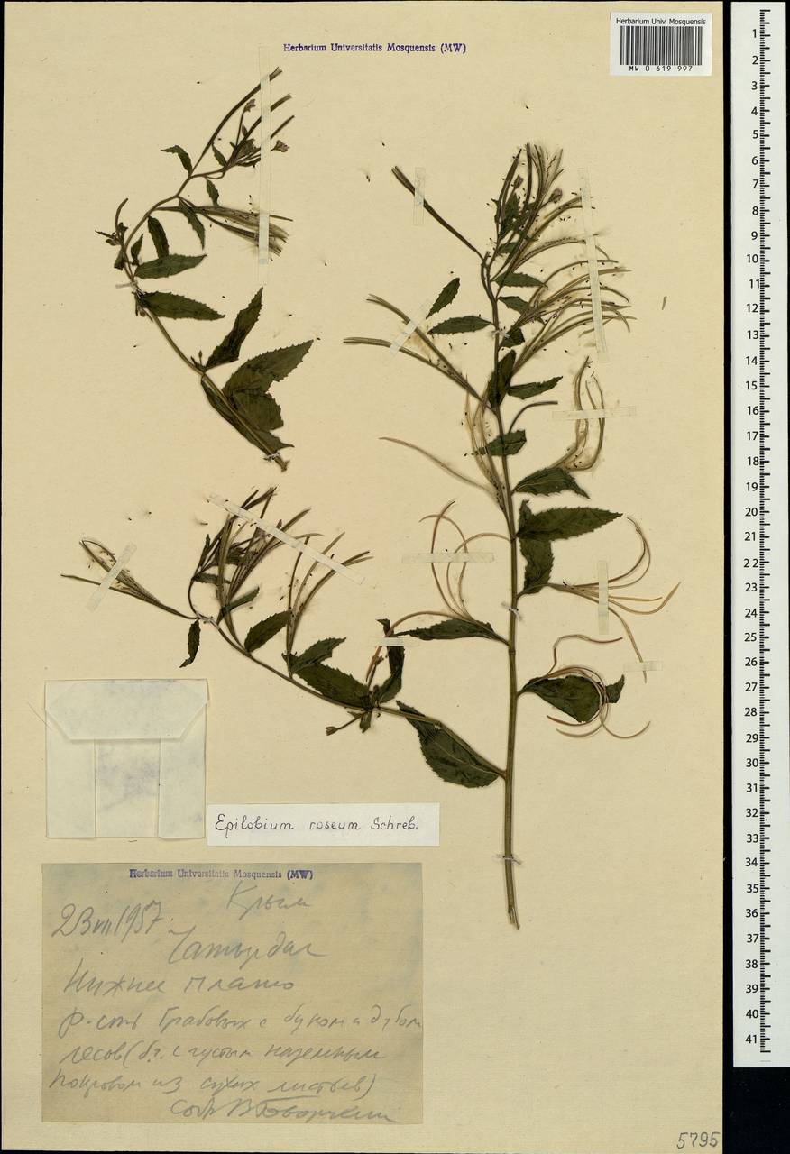 Epilobium roseum Schreb., Crimea (KRYM) (Russia)