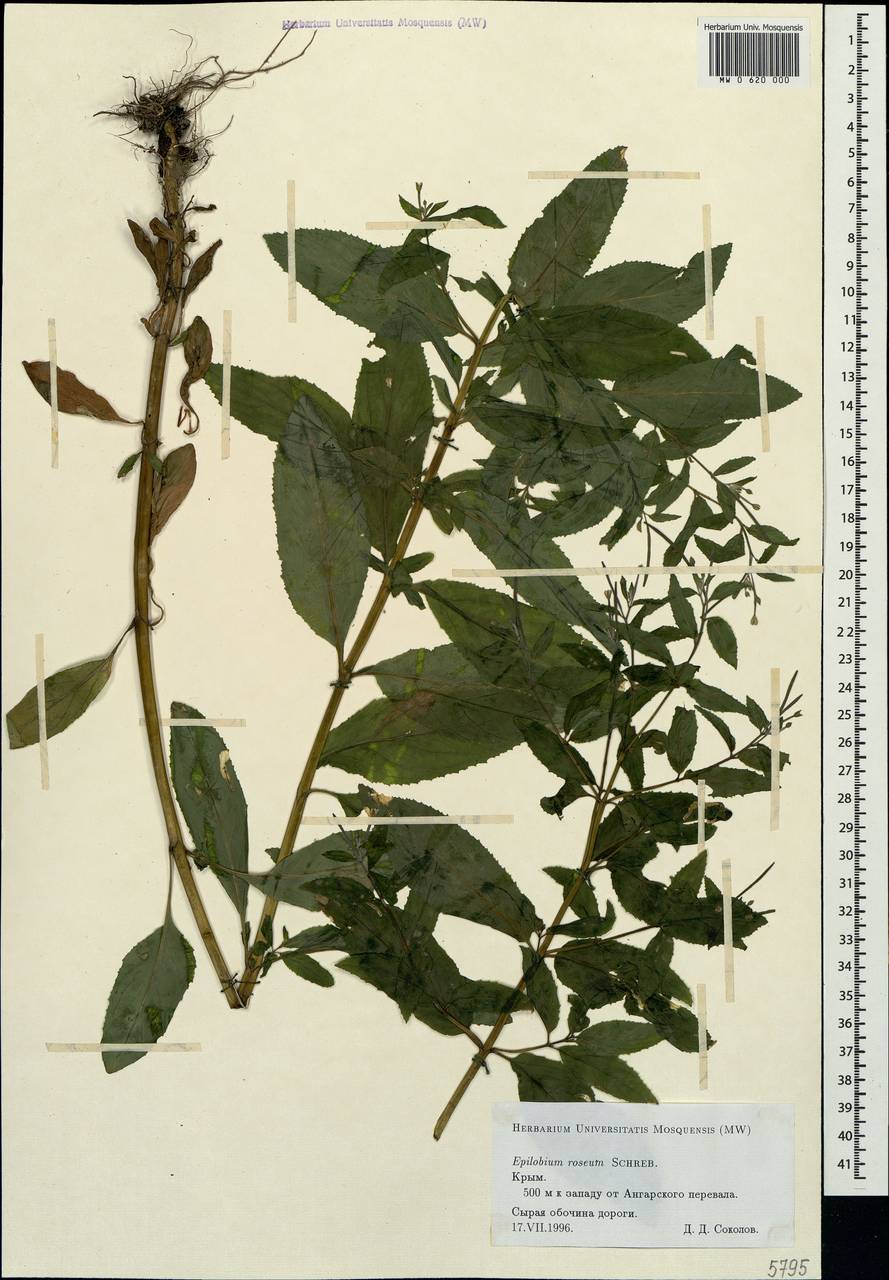Epilobium roseum Schreb., Crimea (KRYM) (Russia)