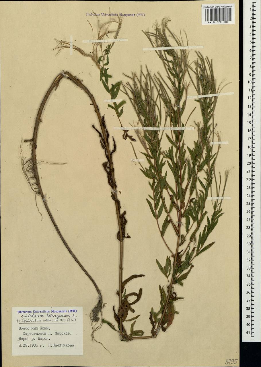 Epilobium tetragonum L., Crimea (KRYM) (Russia)