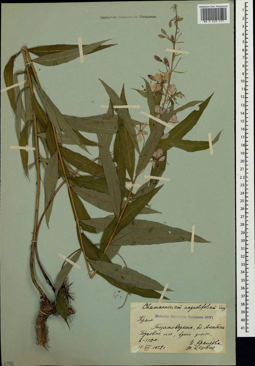 Chamaenerion angustifolium, Crimea (KRYM) (Russia)