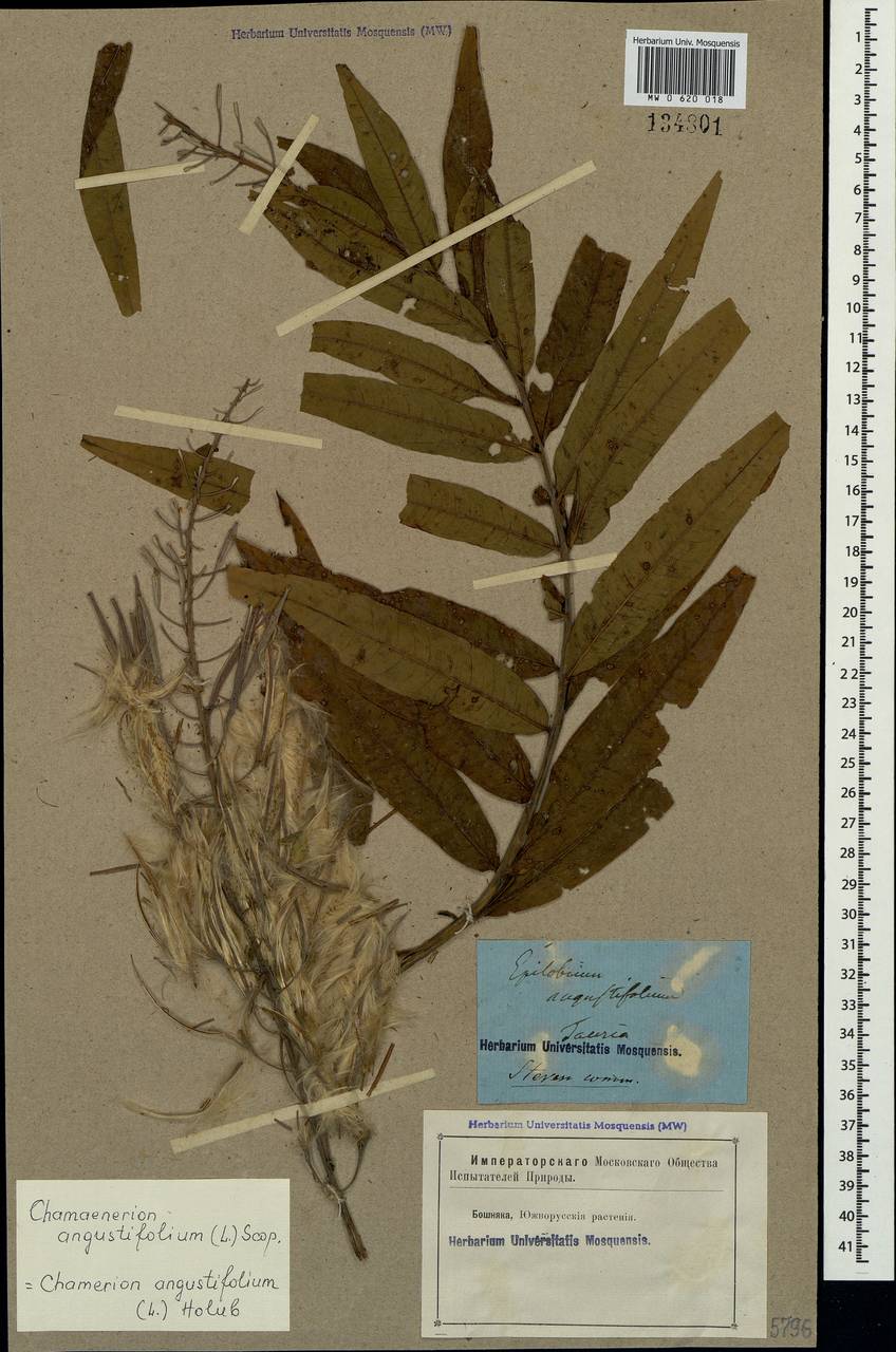 Chamaenerion angustifolium, Crimea (KRYM) (Russia)