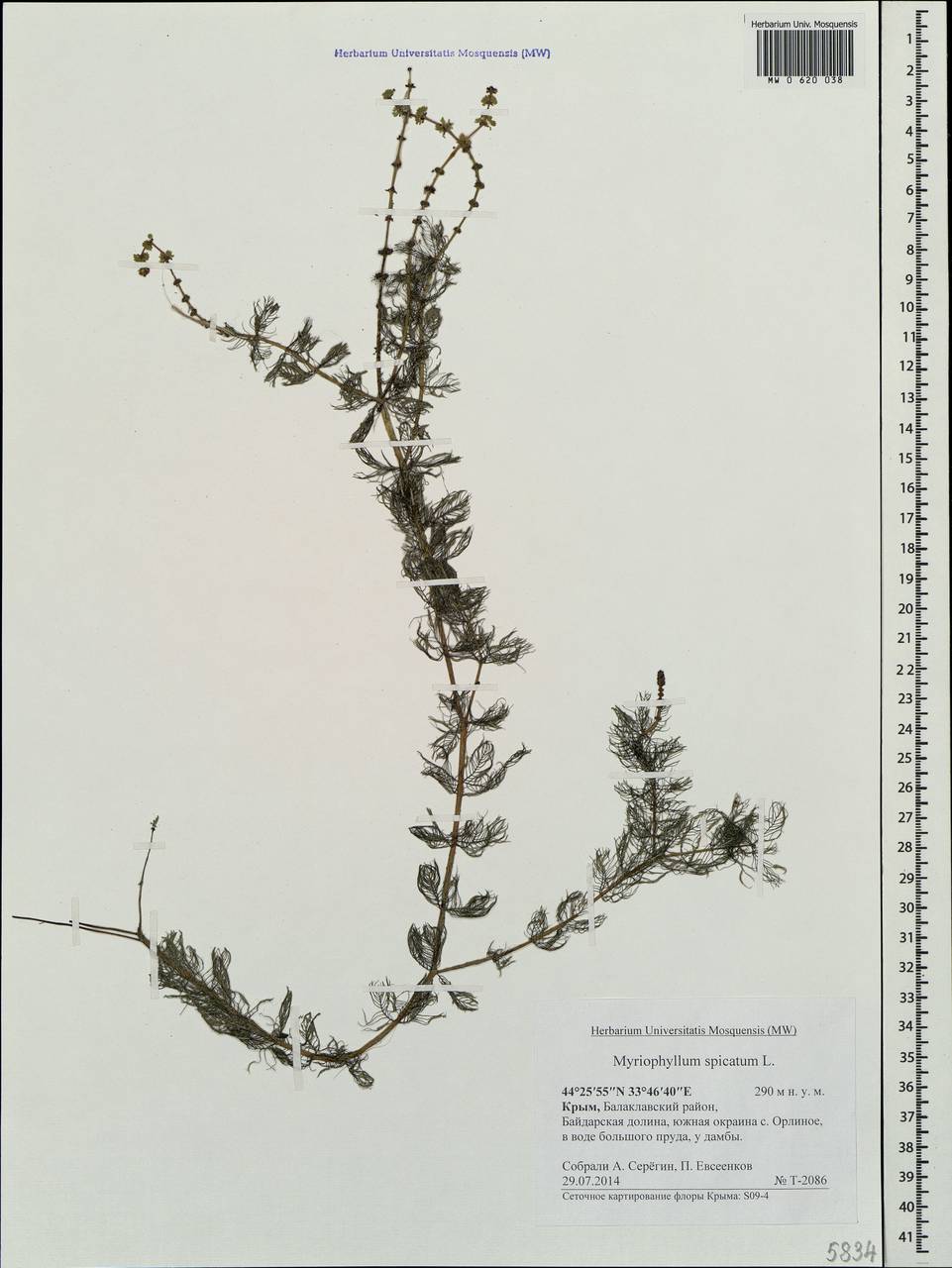 Myriophyllum spicatum L., Crimea (KRYM) (Russia)