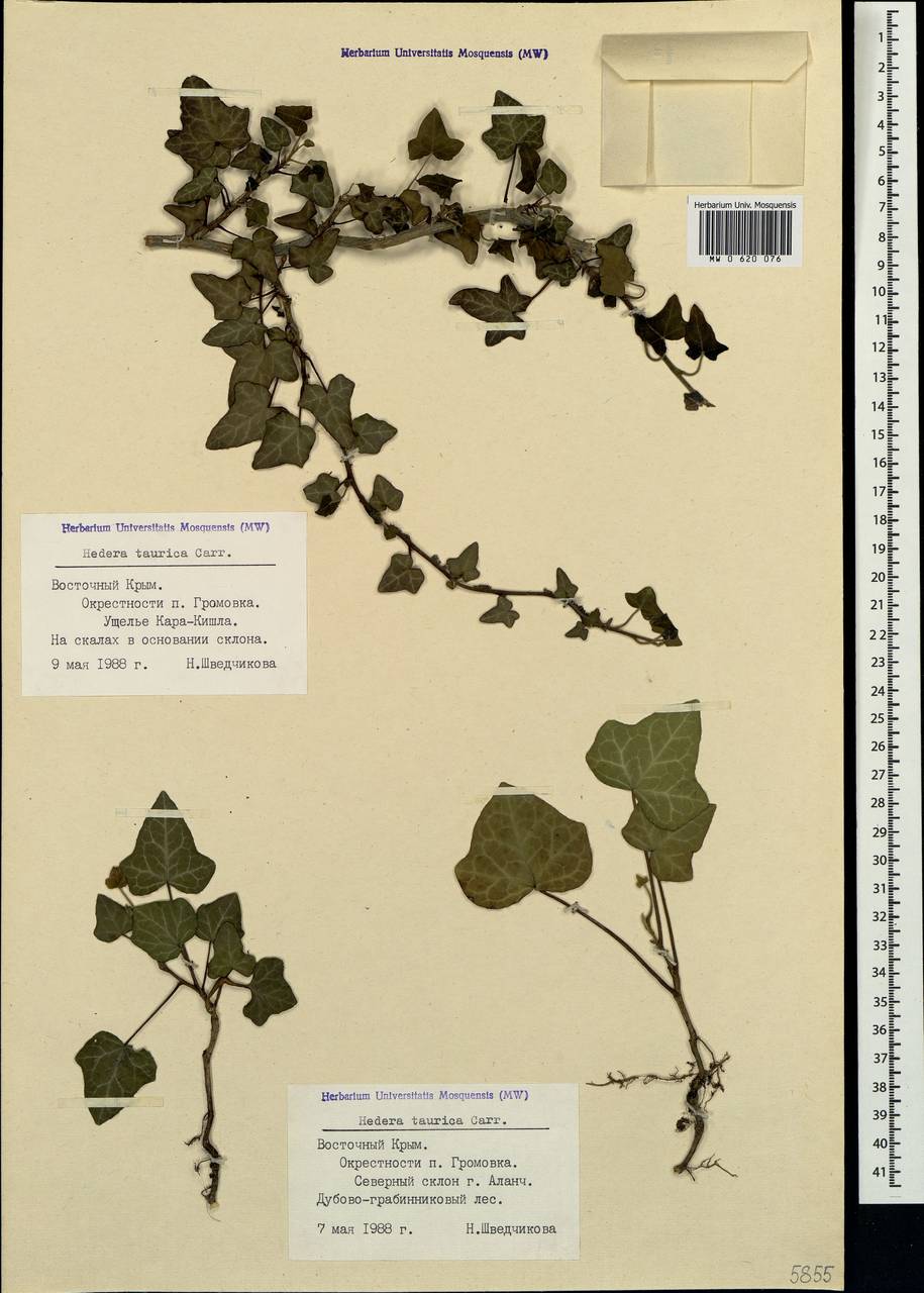 Hedera helix L., Crimea (KRYM) (Russia)