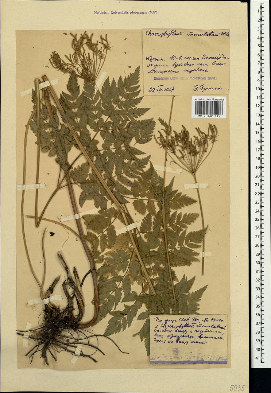 Chaerophyllum aureum L., Crimea (KRYM) (Russia)