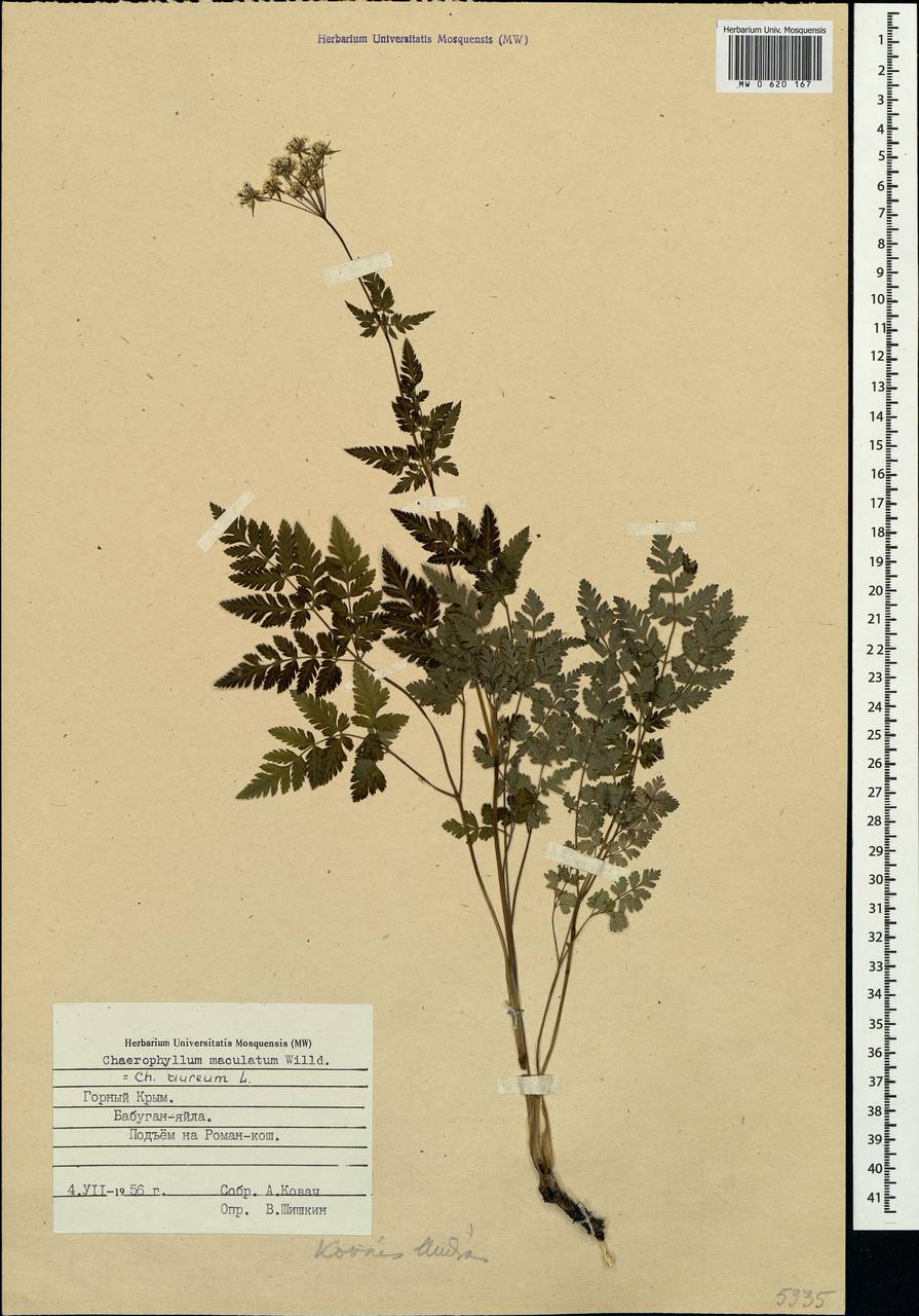 Chaerophyllum aureum L., Crimea (KRYM) (Russia)