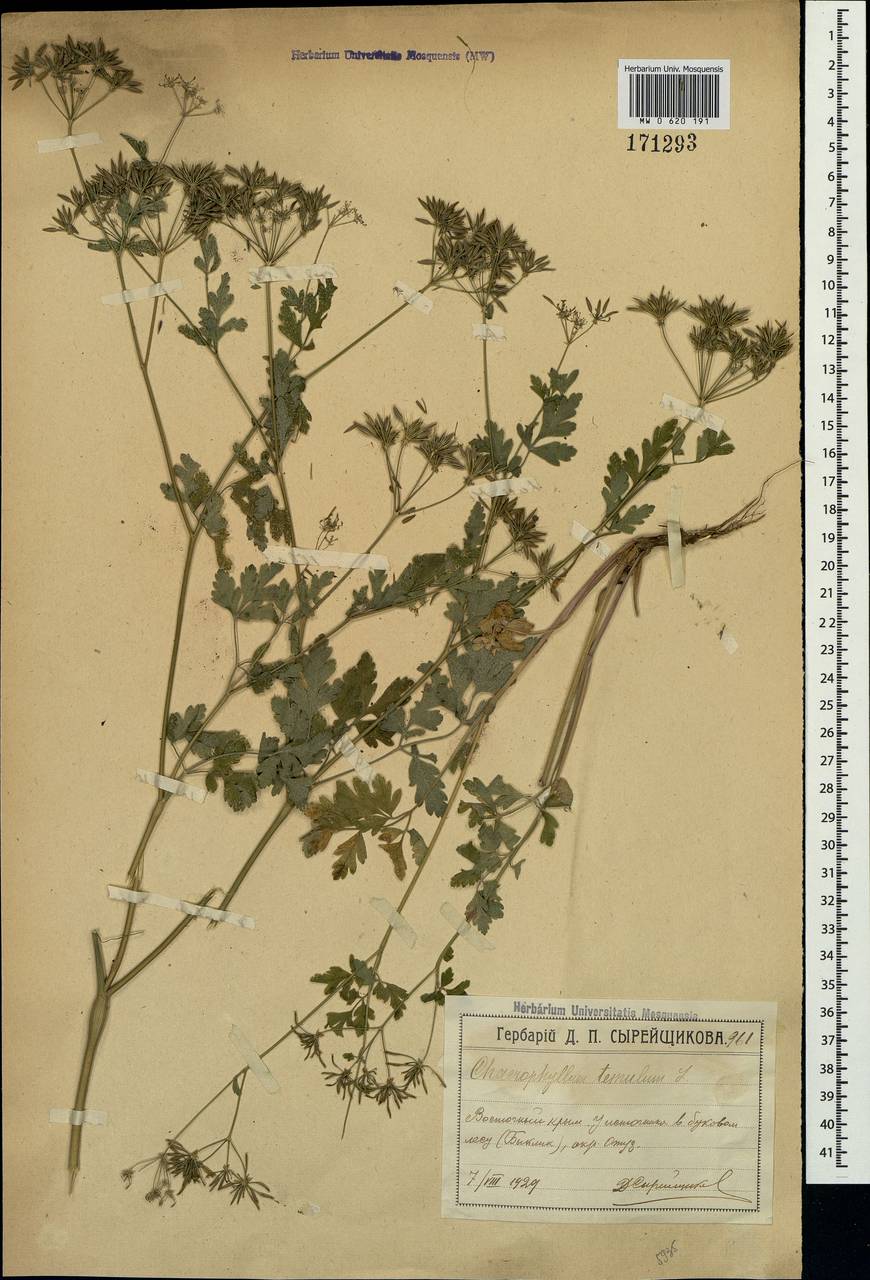 Chaerophyllum temulum L., Crimea (KRYM) (Russia)