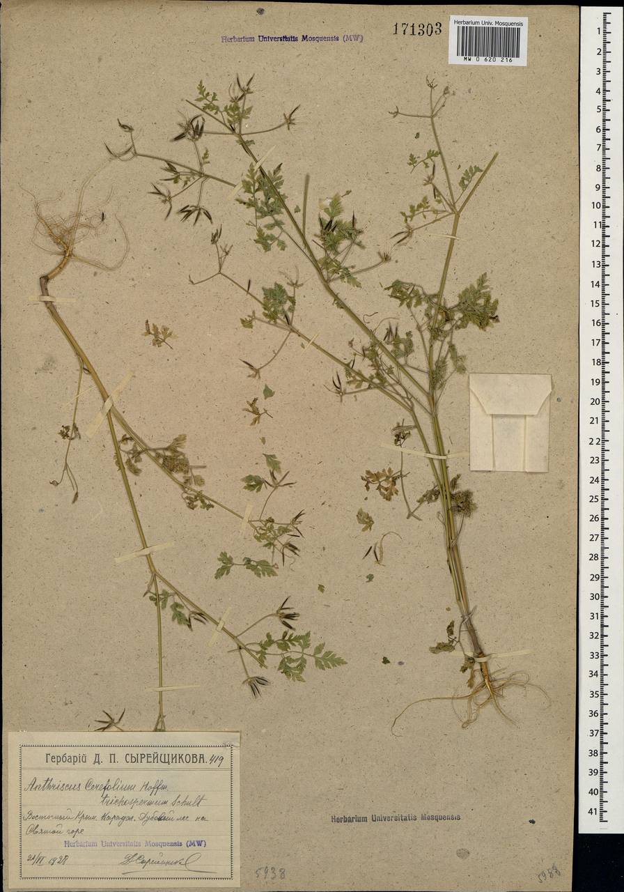 Anthriscus cerefolium (L.) Hoffm., Crimea (KRYM) (Russia)