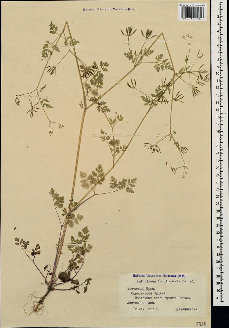 Anthriscus cerefolium (L.) Hoffm., Crimea (KRYM) (Russia)