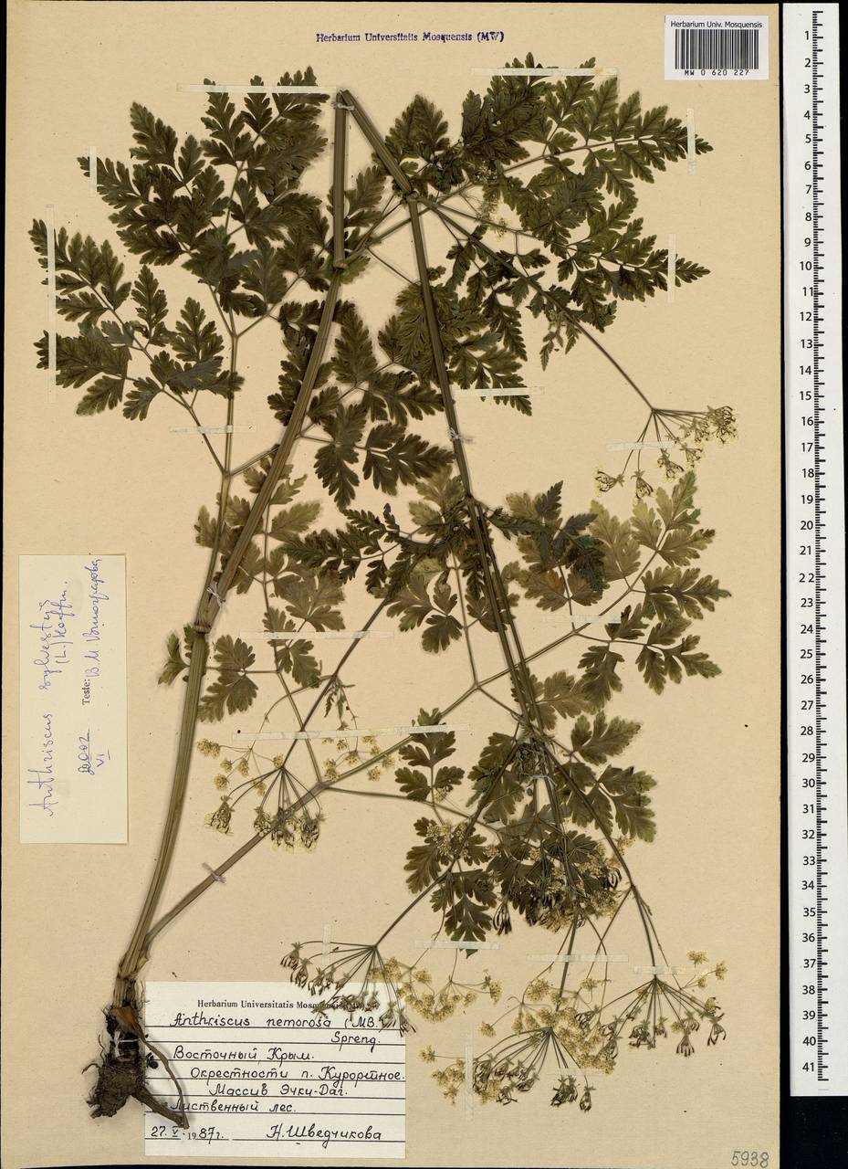Anthriscus sylvestris subsp. sylvestris, Crimea (KRYM) (Russia)