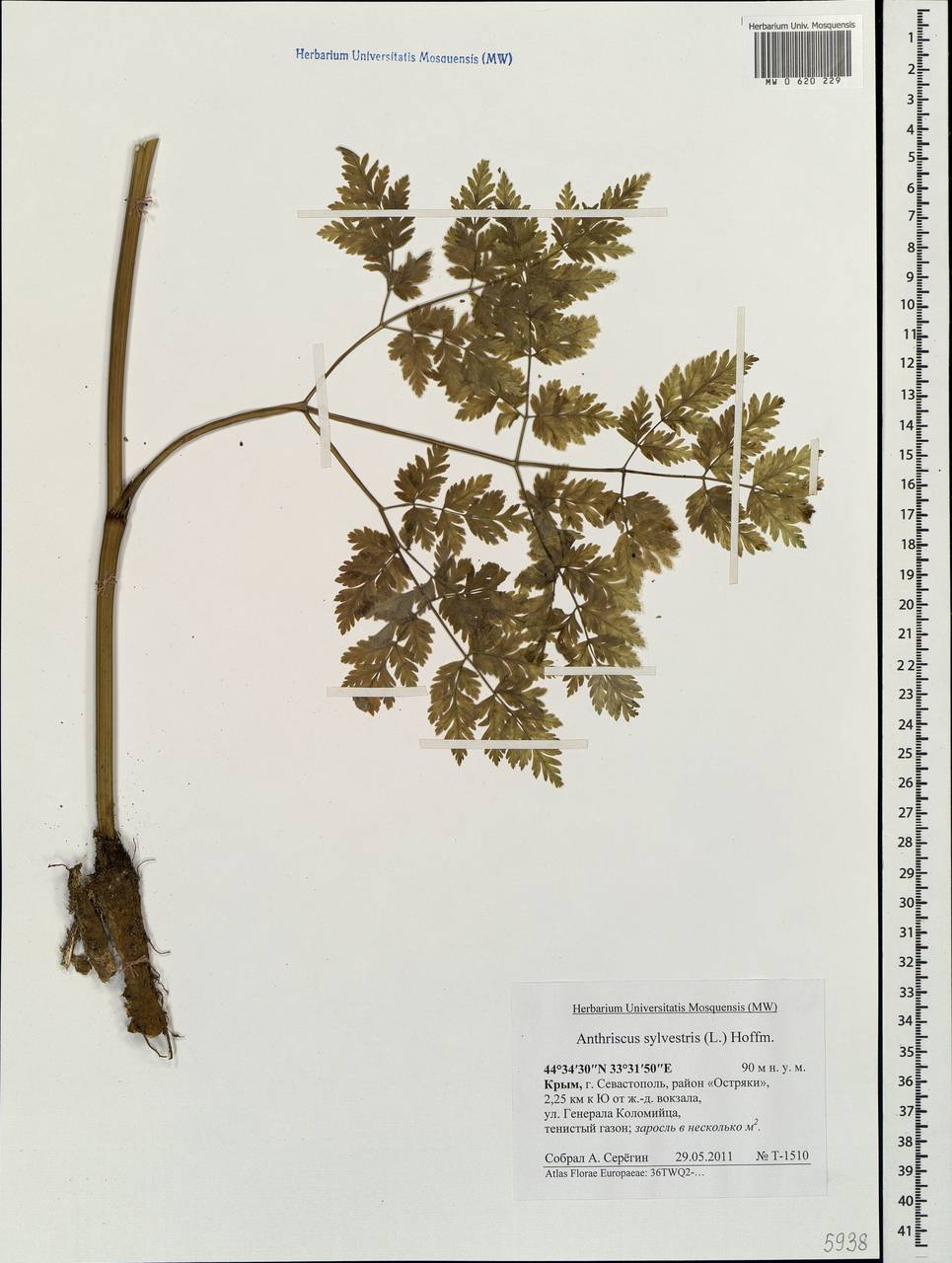 Anthriscus sylvestris (L.) Hoffm., Crimea (KRYM) (Russia)