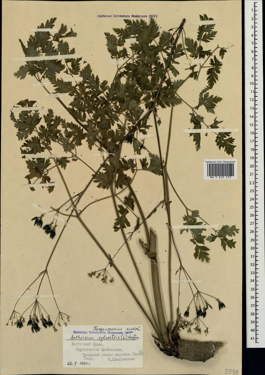 Anthriscus sylvestris (L.) Hoffm., Crimea (KRYM) (Russia)