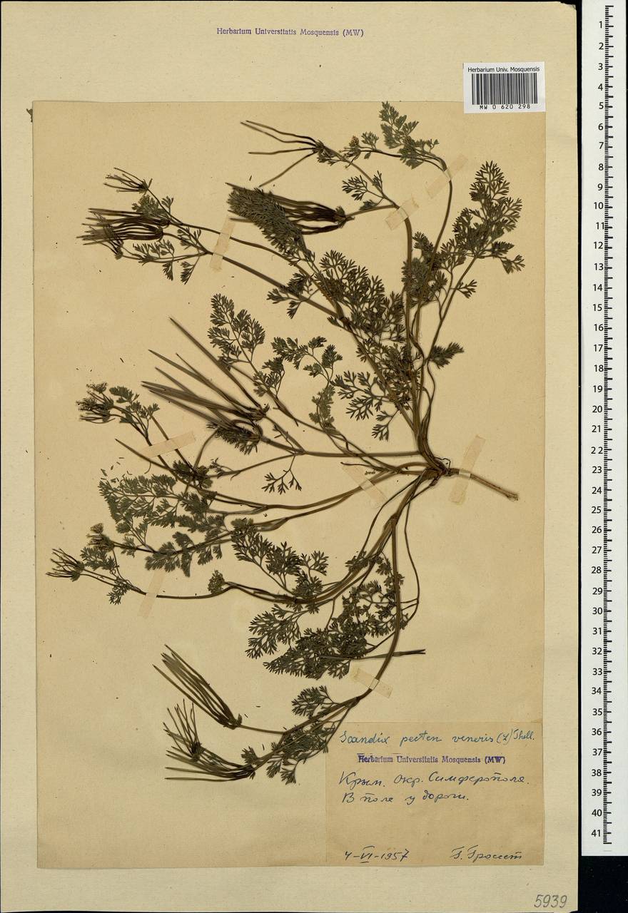 Scandix pecten-veneris L., Crimea (KRYM) (Russia)