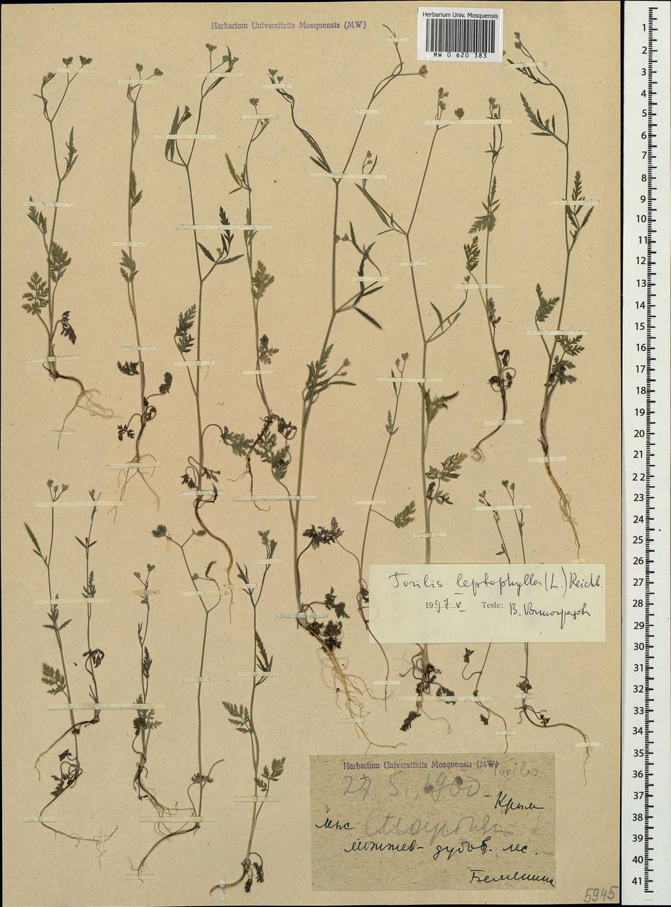 Torilis leptophylla (L.) Rchb. fil., Crimea (KRYM) (Russia)