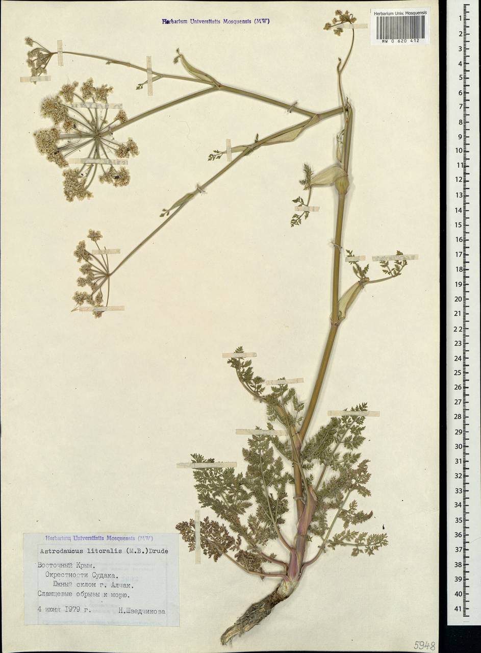 Astrodaucus littoralis (M.Bieb.) Drude, Crimea (KRYM) (Russia)