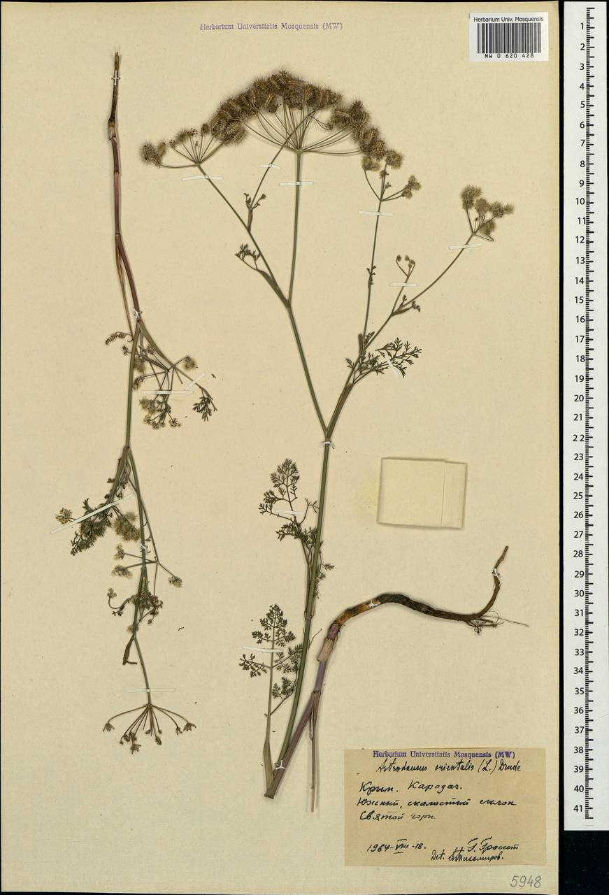 Astrodaucus orientalis (L.) Drude, Crimea (KRYM) (Russia)