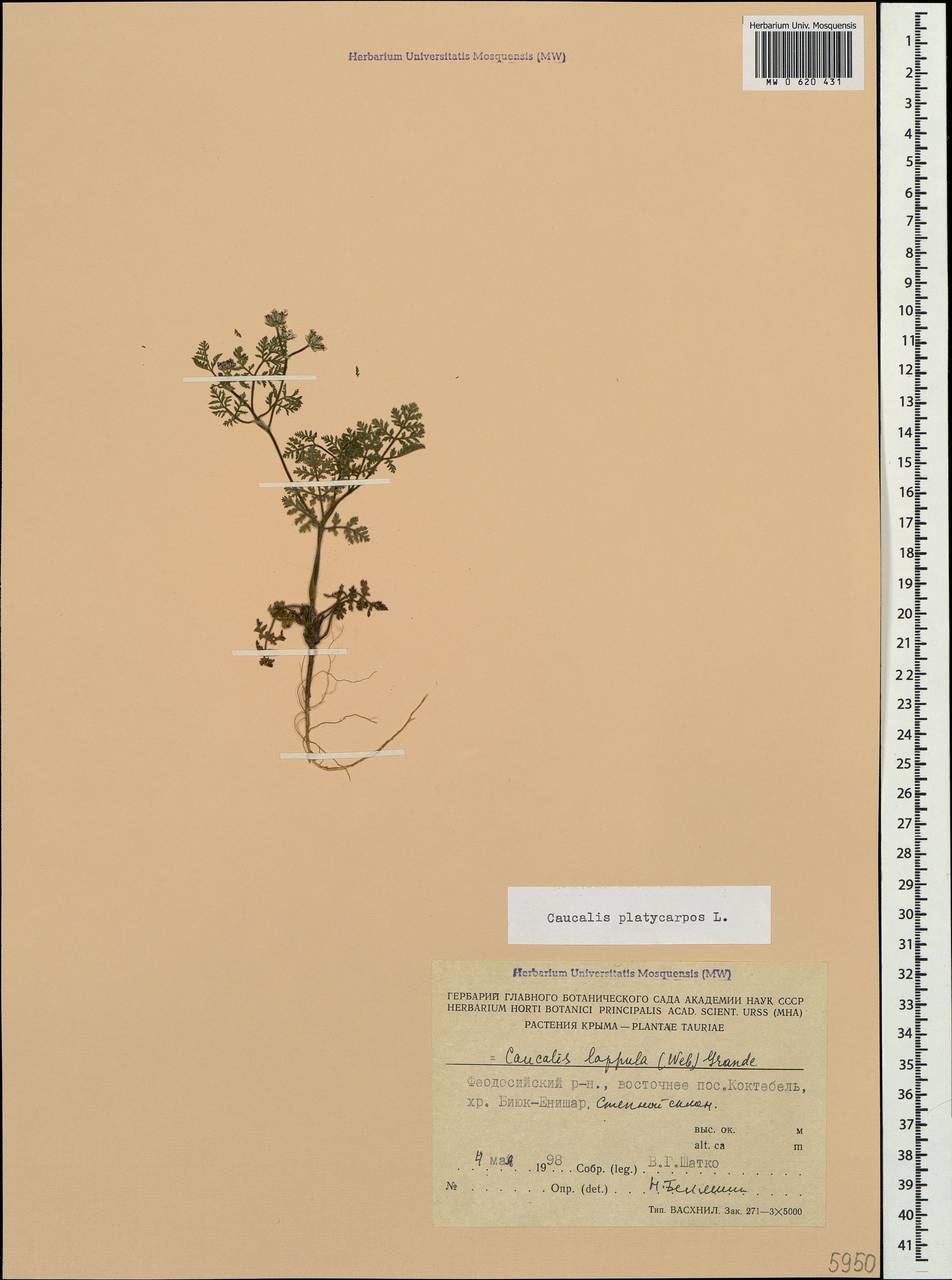 Caucalis platycarpos L., Crimea (KRYM) (Russia)