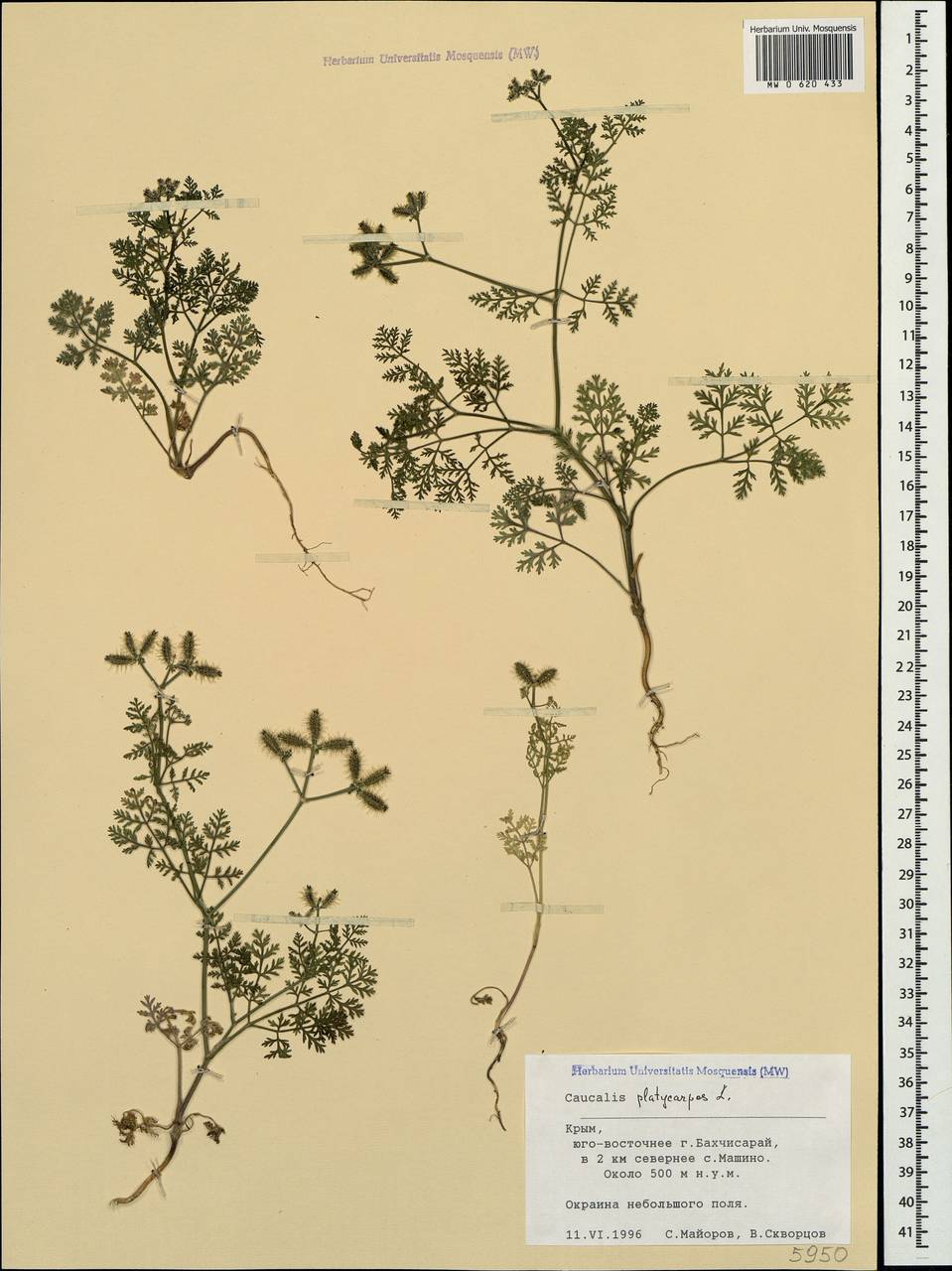 Caucalis platycarpos L., Crimea (KRYM) (Russia)