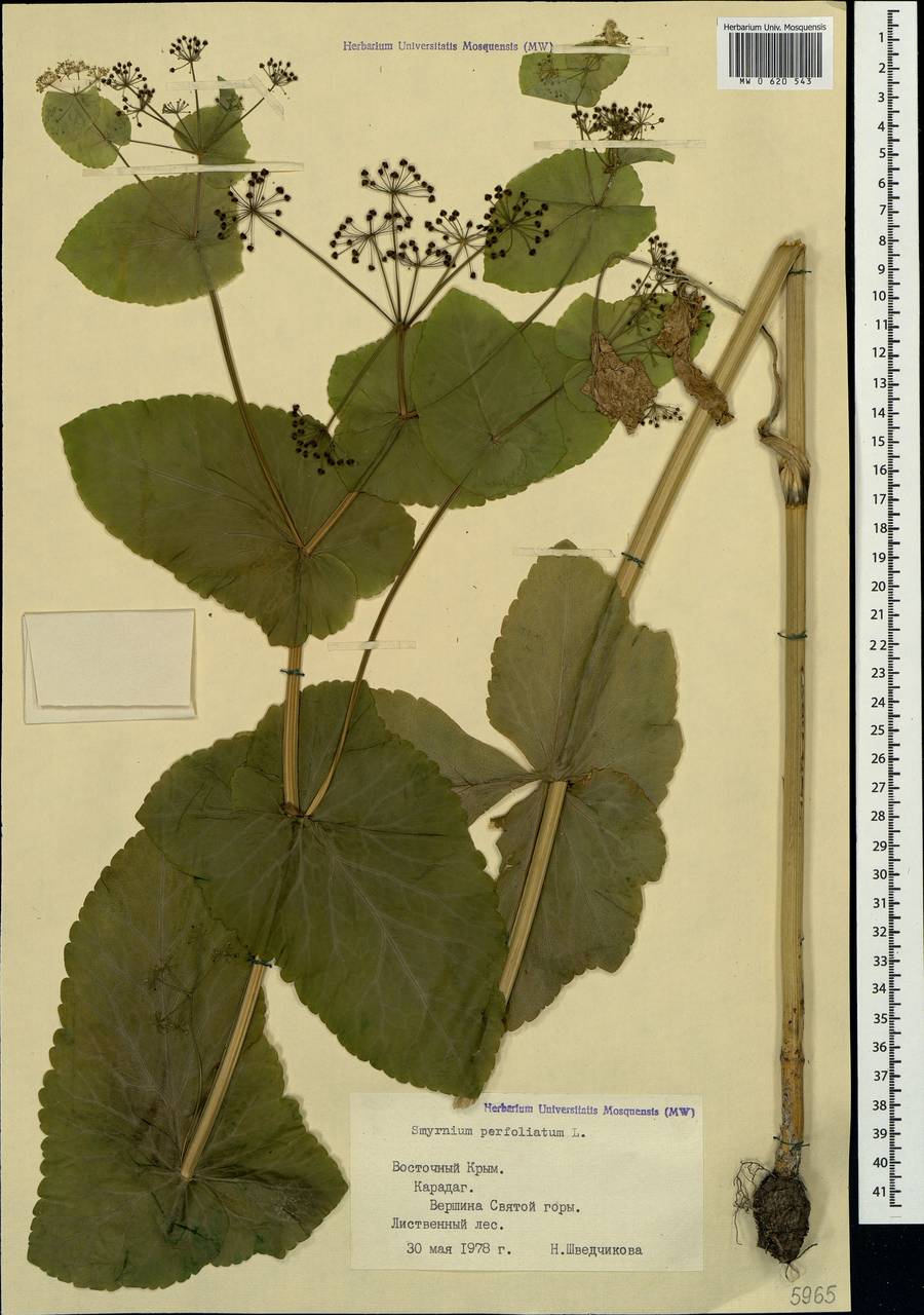 Smyrnium perfoliatum L., Crimea (KRYM) (Russia)