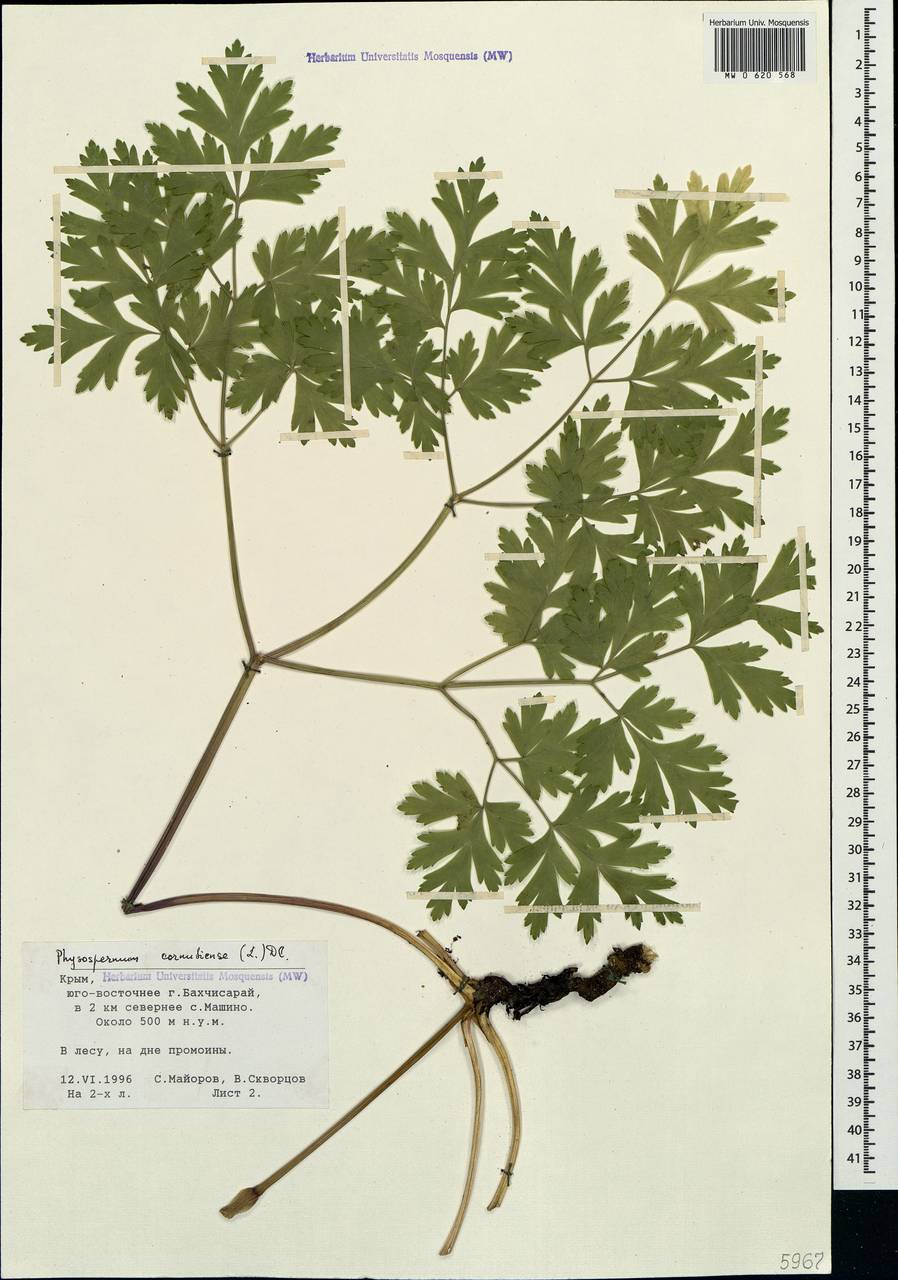 Physospermum cornubiense (L.) DC., Crimea (KRYM) (Russia)
