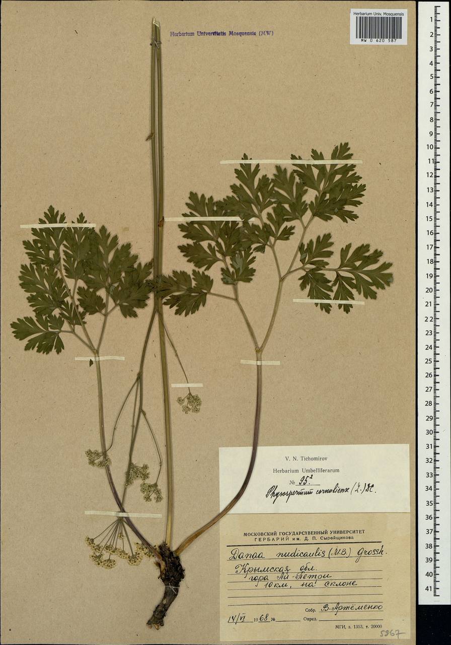 Physospermum cornubiense (L.) DC., Crimea (KRYM) (Russia)